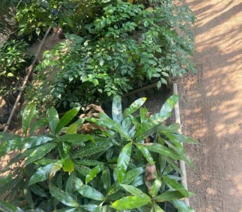 Farming and Forests Can Coexist: Let’s Protect Liberia’s Forests – Together!