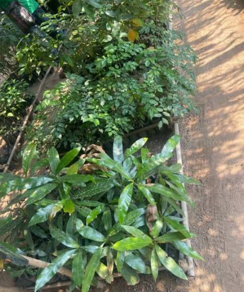 Farming and Forests Can Coexist: Let’s Protect Liberia’s Forests – Together!